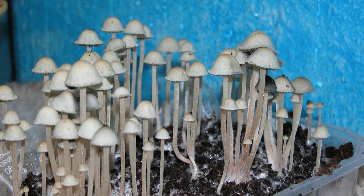 Blue Meanie (Panaeolus)
