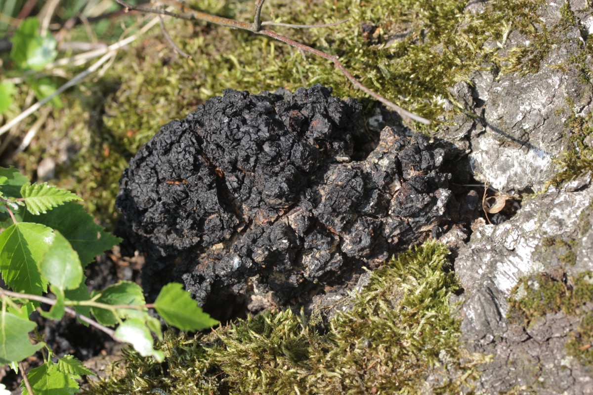 Chaga