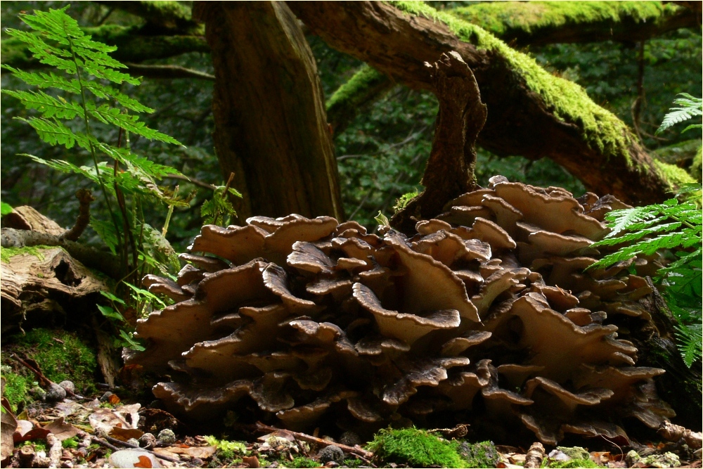 Maitake