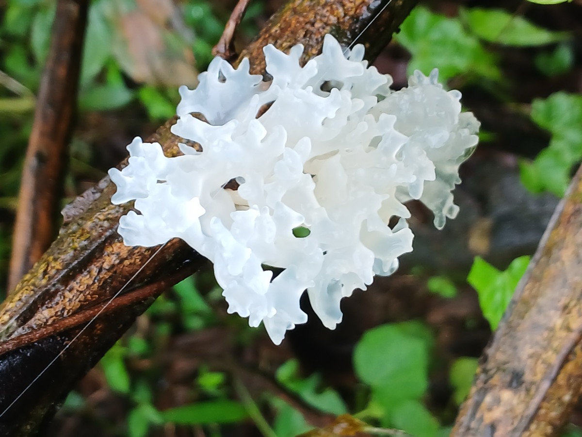 Tremella