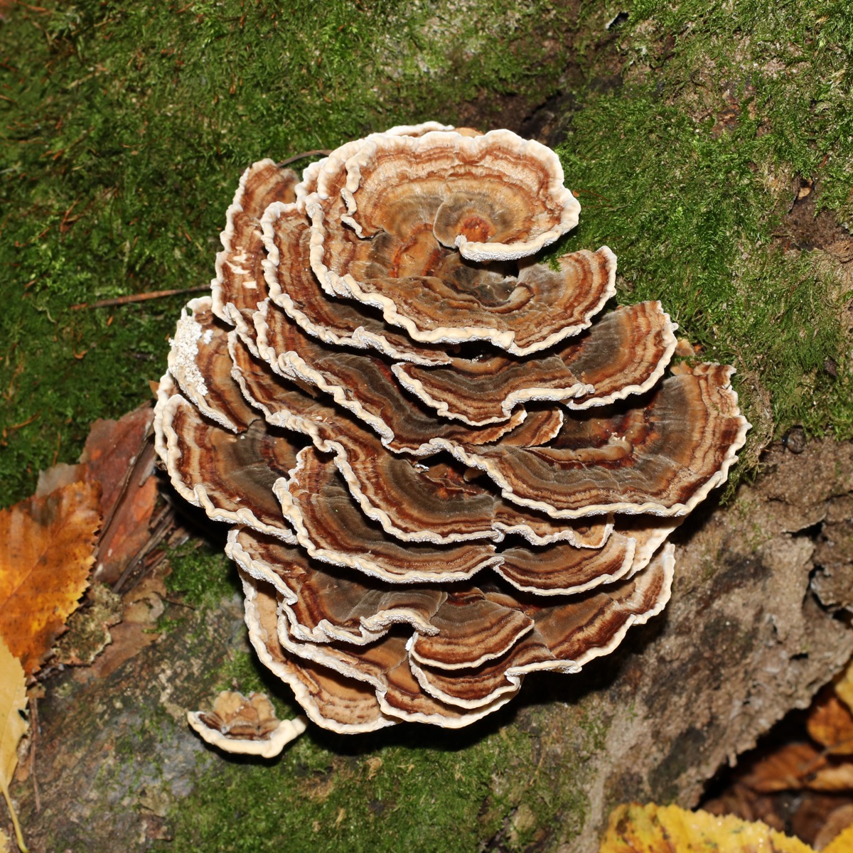 Turkey Tail